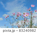 秋空に映えるピンクの秋桜 83240982