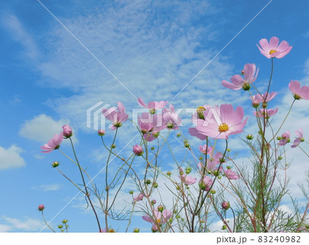 秋空に映えるピンクの秋桜 83240982