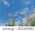 秋空に映えるピンクの秋桜・コピースペース 83240983