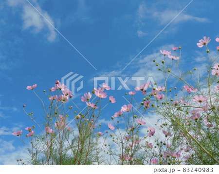 秋空に映えるピンクの秋桜・コピースペース 83240983