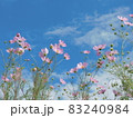 秋空に映えるピンクの秋桜・コピースペース 83240984