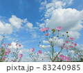 秋空に映えるピンクの秋桜 83240985