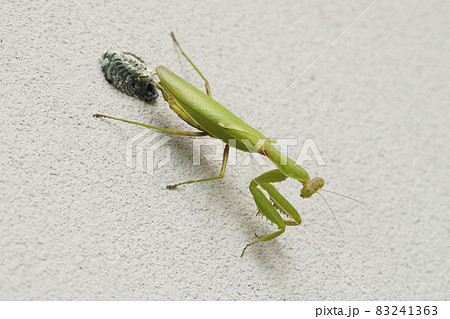 住宅の外壁に卵を産みつけるカマキリの写真素材 [83241363] - PIXTA