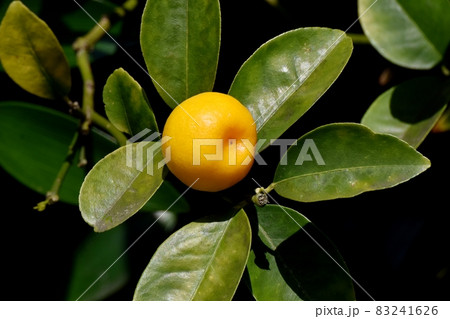 三鷹中原になるオレンジ色のキンカンの実 83241626