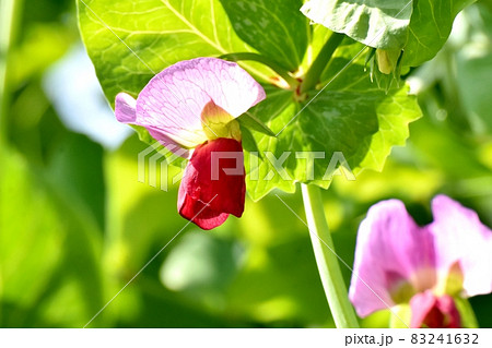 三鷹中原に咲く赤いエンドウの花 83241632