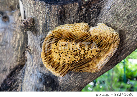 Honeycomb Honeycomb 83241636