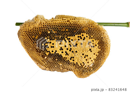 Honeycomb Honeycomb 83241648