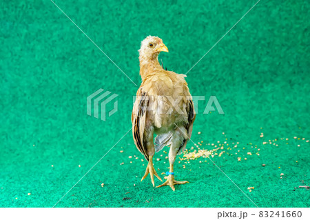 The serama are poses 83241660