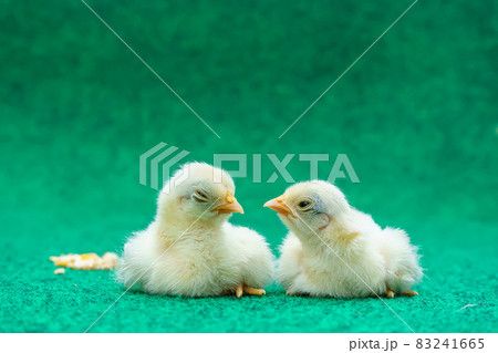 The yellow chicks 83241665