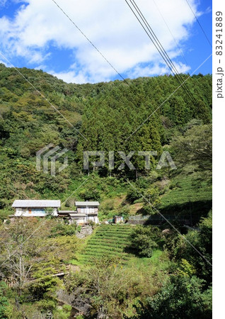 鎌沢の茶畑（にほんの里100選・佐野川地区） 83241889