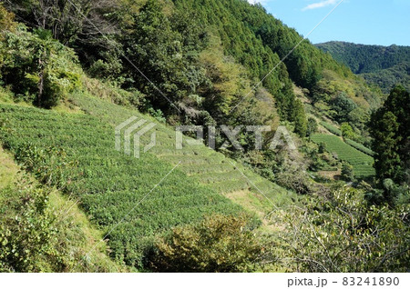 鎌沢の茶畑(にほんの里100選・佐野川地区) 鎌沢の茶畑(にほんの里100選・佐野川地区) 83241890