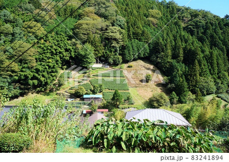鎌沢の茶畑(にほんの里100選・佐野川地区) 鎌沢の茶畑(にほんの里100選・佐野川地区) 83241894