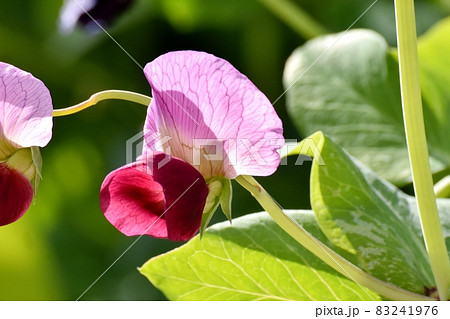 三鷹中原に咲く赤いエンドウの花 83241976