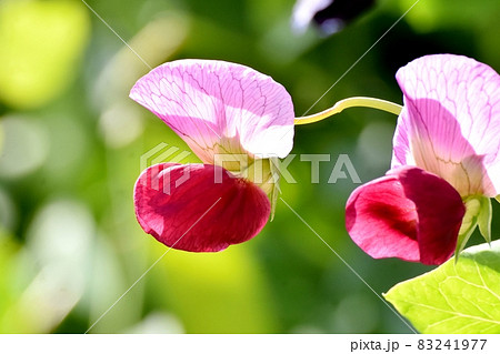 三鷹中原に咲く赤いエンドウの花 三鷹中原に咲く赤いエンドウの花 83241977