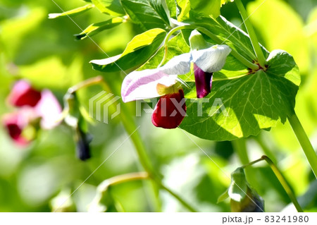 三鷹中原に咲く赤いエンドウの花 83241980