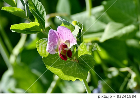 三鷹中原に咲く赤いエンドウの花 83241984