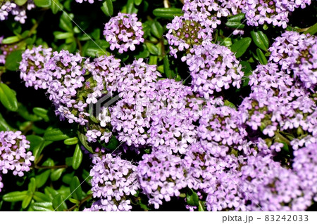 三鷹中原に咲く薄紫色のペンタスの花 三鷹中原に咲く薄紫色のペンタスの花 83242033