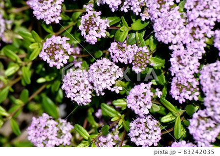 三鷹中原に咲く薄紫色のペンタスの花 三鷹中原に咲く薄紫色のペンタスの花 83242035