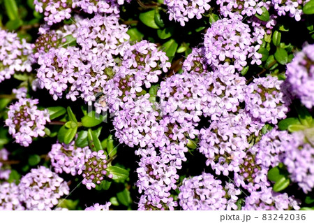 三鷹中原に咲く薄紫色のペンタスの花 三鷹中原に咲く薄紫色のペンタスの花 83242036