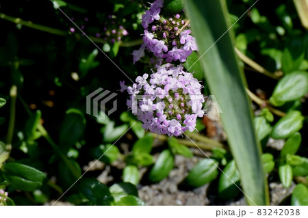 三鷹中原に咲く薄紫色のペンタスの花 三鷹中原に咲く薄紫色のペンタスの花 83242038