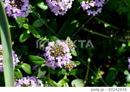 三鷹中原に咲く薄紫色のペンタスの花 三鷹中原に咲く薄紫色のペンタスの花 83242039