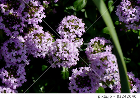 三鷹中原に咲く薄紫色のペンタスの花 三鷹中原に咲く薄紫色のペンタスの花 83242040