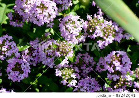 三鷹中原に咲く薄紫色のペンタスの花 三鷹中原に咲く薄紫色のペンタスの花 83242041