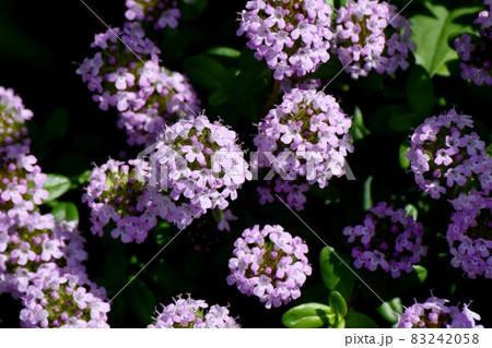三鷹中原に咲く薄紫色のペンタスの花 三鷹中原に咲く薄紫色のペンタスの花 83242058