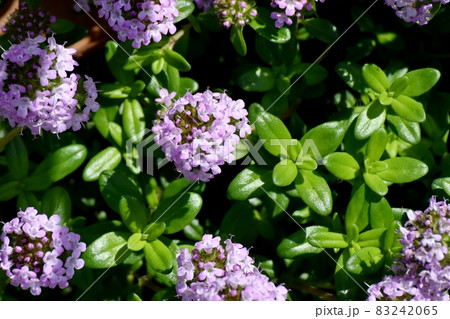 三鷹中原に咲く薄紫色のペンタスの花 三鷹中原に咲く薄紫色のペンタスの花 83242065