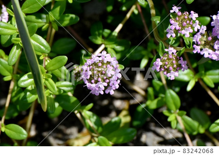 三鷹中原に咲く薄紫色のペンタスの花 三鷹中原に咲く薄紫色のペンタスの花 83242068