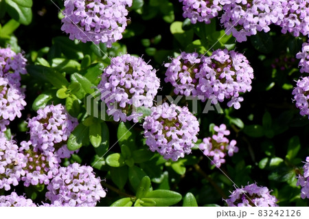 三鷹中原に咲く薄紫色のペンタスの花 83242126