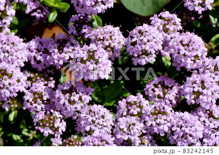 三鷹中原に咲く薄紫色のペンタスの花 三鷹中原に咲く薄紫色のペンタスの花 83242145