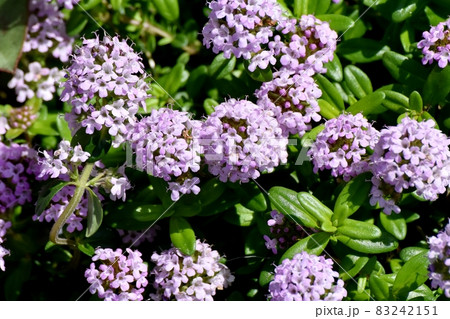 三鷹中原に咲く薄紫色のペンタスの花 83242151