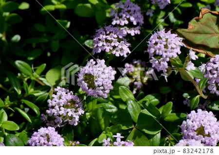 三鷹中原に咲く薄紫色のペンタスの花 83242178