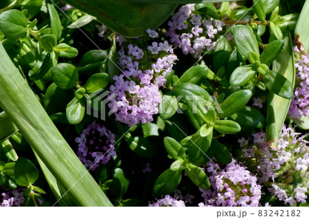 三鷹中原に咲く薄紫色のペンタスの花 83242182