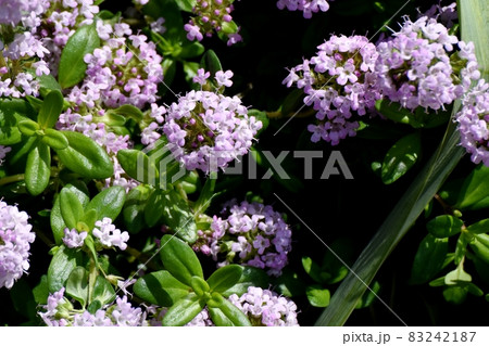 三鷹中原に咲く薄紫色のペンタスの花 三鷹中原に咲く薄紫色のペンタスの花 83242187