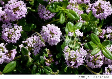三鷹中原に咲く薄紫色のペンタスの花 三鷹中原に咲く薄紫色のペンタスの花 83242188