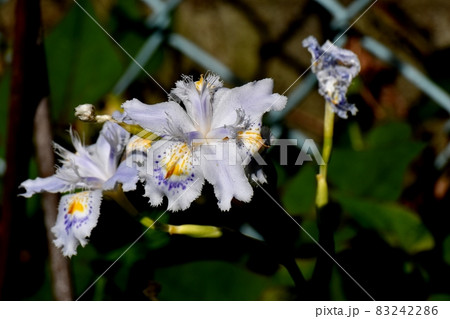 三鷹中原に咲く白いシャガの花 三鷹中原に咲く白いシャガの花 83242286