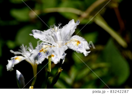 三鷹中原に咲く白いシャガの花 三鷹中原に咲く白いシャガの花 83242287