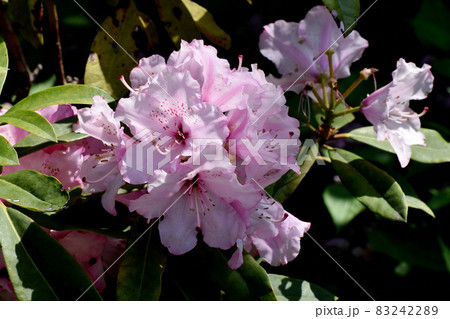 三鷹中原に咲くピンクのシャクナゲの花 三鷹中原に咲くピンクのシャクナゲの花 83242289