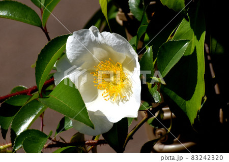三鷹中原に咲く白い一重のバラ(ナニワイバラ)の花 三鷹中原に咲く白い一重のバラ(ナニワイバラ)の花 83242320