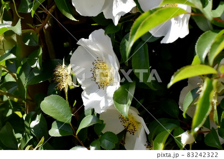 三鷹中原に咲く白い一重のバラ(ナニワイバラ)の花 三鷹中原に咲く白い一重のバラ(ナニワイバラ)の花 83242322