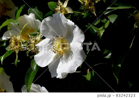 三鷹中原に咲く白い一重のバラ(ナニワイバラ)の花 三鷹中原に咲く白い一重のバラ(ナニワイバラ)の花 83242323
