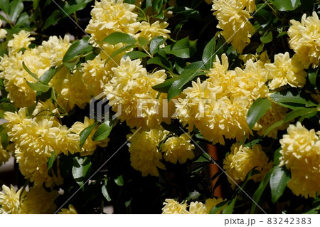 三鷹中原に咲く黄色いモッコウバラの花 三鷹中原に咲く黄色いモッコウバラの花 83242383