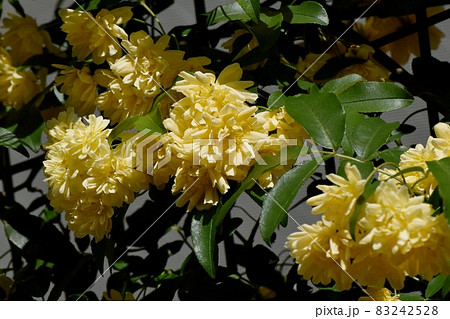 三鷹中原に咲く黄色いモッコウバラの花 三鷹中原に咲く黄色いモッコウバラの花 83242528
