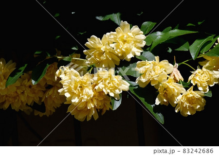 三鷹中原に咲く黄色いモッコウバラの花 三鷹中原に咲く黄色いモッコウバラの花 83242686