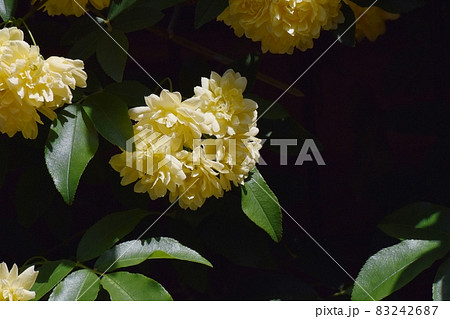 三鷹中原に咲く黄色いモッコウバラの花 三鷹中原に咲く黄色いモッコウバラの花 83242687