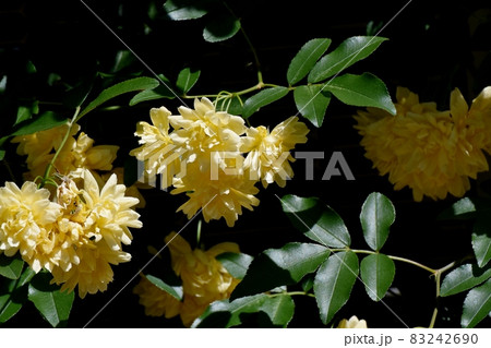 三鷹中原に咲く黄色いモッコウバラの花 三鷹中原に咲く黄色いモッコウバラの花 83242690