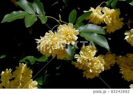三鷹中原に咲く黄色いモッコウバラの花 三鷹中原に咲く黄色いモッコウバラの花 83242692