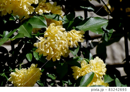 三鷹中原に咲く黄色いモッコウバラの花 三鷹中原に咲く黄色いモッコウバラの花 83242693